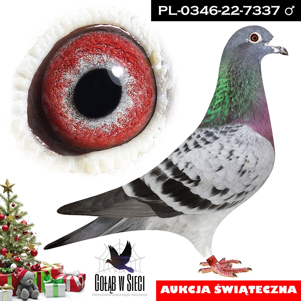 ROBERT LECH | SYN NAJLEPSZEJ ROZPŁODOWEJ SAMICY HODOWLI "D. MIRANDA 162" (BAZA HODOWLI) - WYDAŁA WIELE CZOŁOWYCH LOTNIKÓW W 1, 2 I 3 POKOLENIU! / W SEZONIE 2024 W DRUŻYNIE MISTRZA POLSKI KAT. B - ZNAJDUJĄ SIĘ JEJ DWIE WNUCZKI ORAZ PRAWNUCZKA! / JEST ONA RÓWNIEŻ MATKĄ M.IN.: 1AS WG GRECJA 2018R | SYN ROZPŁODOWCA "355" - INBRED SŁYNNEGO "DE JAN" HEREMANS & CEUSTERS - CÓRKA X WNUK! | WNUK "MIRANDA 864" ORG. VANOPPEN & LUYTEN - 7 NARODOWY AS KBDB 2013 |