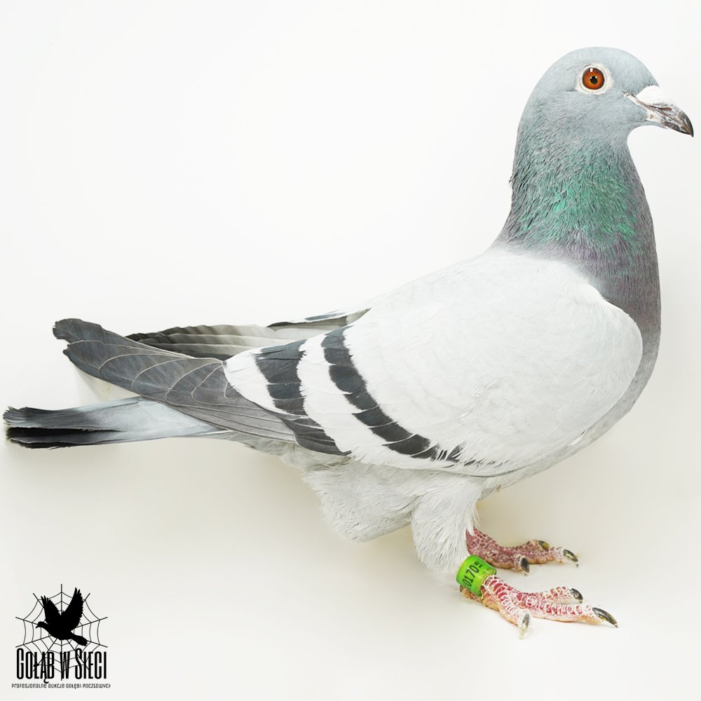 ANDRZEJ & DAWID CISAK - 0170 KAZIMIERZA WIELKA