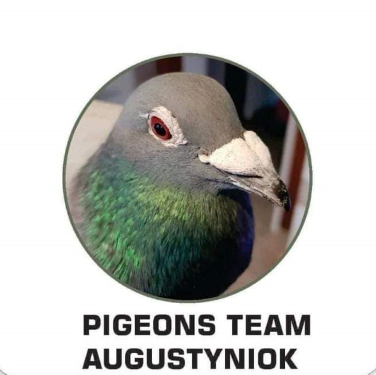 Team Augustyniok